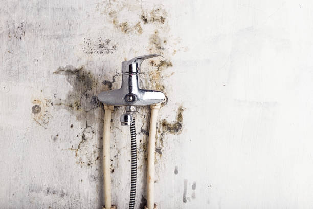Best Mold Remediation  in Malad City, ID