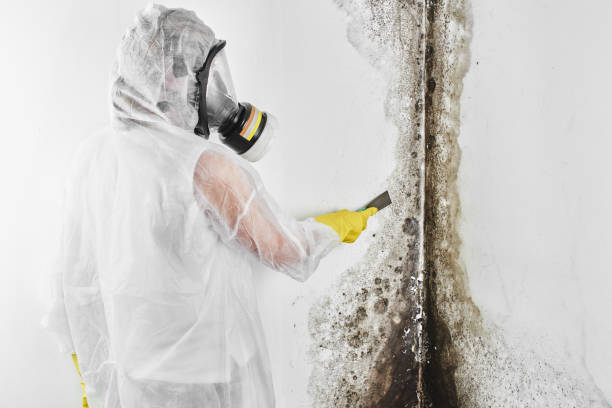Mold Removal and Inspection in Malad City, ID