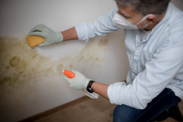 Best Toxic Mold Removal  in Malad City, ID