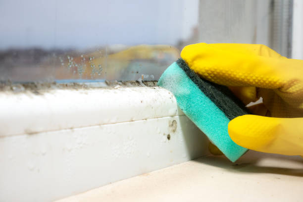 Best Attic Mold Removal  in Malad City, ID